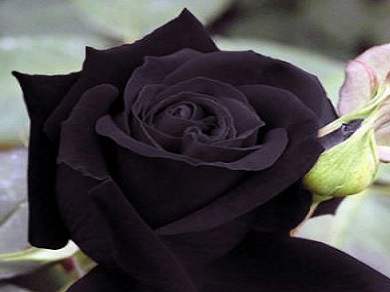 Black Rose \'Midnight\' 5 Seeds